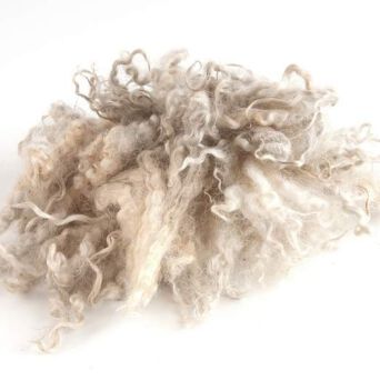 Natral wool locks white unwashed